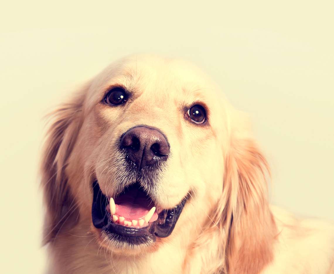 Varejo Pet: 61% dos donos de animais de estimação veem seus pets como membros da família