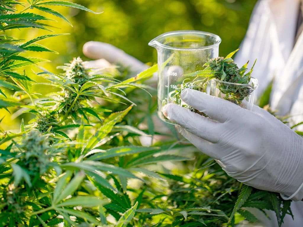 Debate destaca o potencial do mercado de cannabis e seu uso medicinal