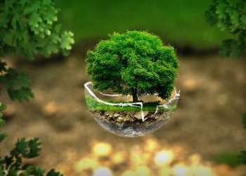 Softys lança estratégia de sustentabilidade para os próximos três anos