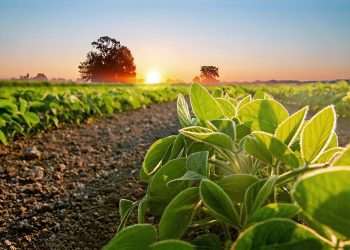 Governo zera imposto de importação da soja e do milho para tentar conter preço