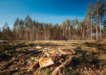 Multinacionais pedem medidas para combater desmatamento na cadeia de suprimento