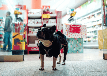 Crescimento e oportunidades do mercado pet no Brasil