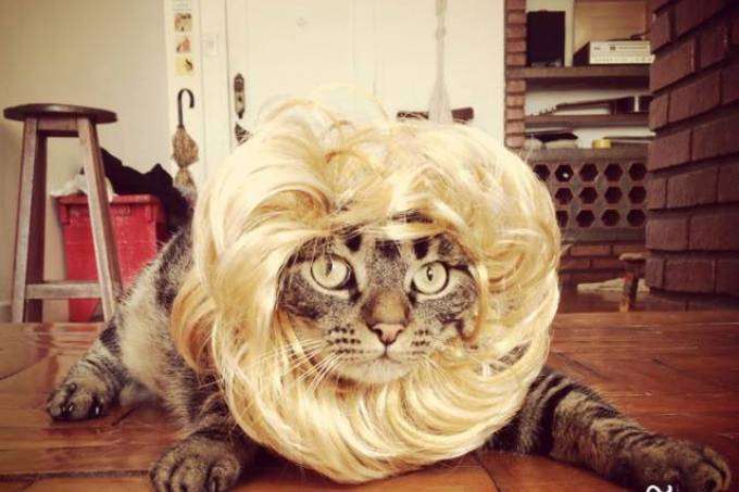 Petz conclui aquisição da plataforma Cansei de Ser Gato