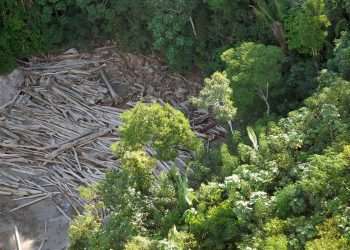 Natura e Mapbiomas lançam plataforma para divulgar dados sobre desmatamento