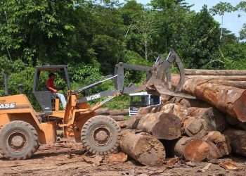 Trinta instituições financeiras prometem eliminar investimento ligado a desmatamento