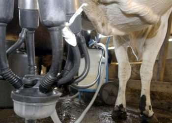 Brasil abre mercados para carne bovina, lácteos e material genético