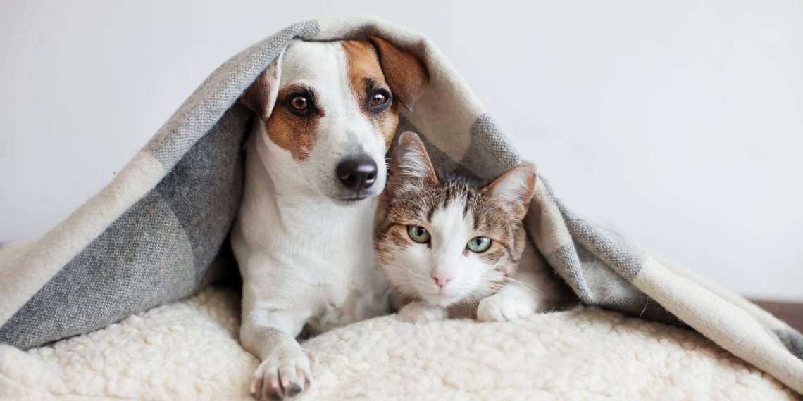 Depois da Vivo, Oi também entra no mercado pet