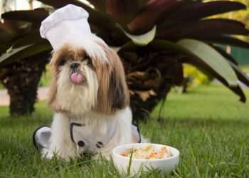 Natural da Terra lança marca própria de alimentação fresca para pets