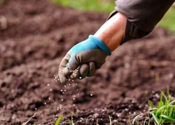 JBS investe R$ 134 milhões para produzir fertilizantes