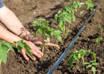 Bolsonaro assina decreto que institui Plano Nacional de Fertilizantes 2022-2050