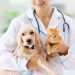 fundadores-do-sao-luiz-voltam-ao-setor-de-saude-com-hospital-para-pets
