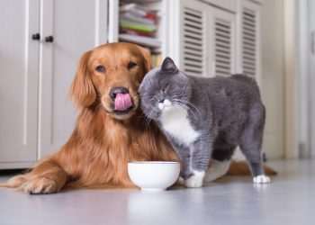 faturamento-do-setor-pet-cresce-27-em-2021-e-atinge-r-517-bi