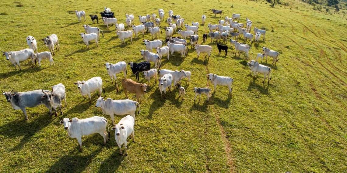 JBS estuda alternativas para mitigar metano e promove evento sobre tema