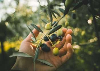 Empresas de alimentos usam prêmios como ferramenta para ganhar cliente