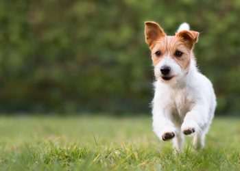 Cobasi faz parceria com Trisul para inaugurar Pet Parks públicos