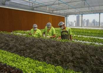 Rede de fazendas urbanas BeGreen abre primeira unidade em São Paulo