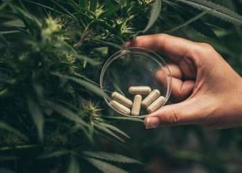 medicamento cannabis