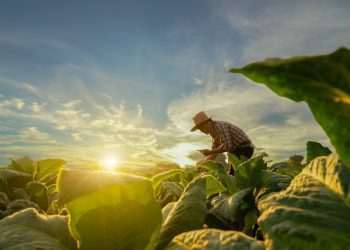 Mosaic Fertilizantes