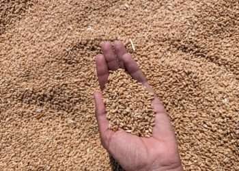 Bolsonaro: Tive informação da Embrapa que produção de trigo vai aumentar em 15%