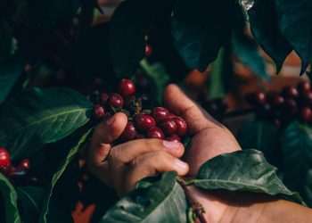 Grupo 3corações lança espaço de inovação aberta para atrair startups