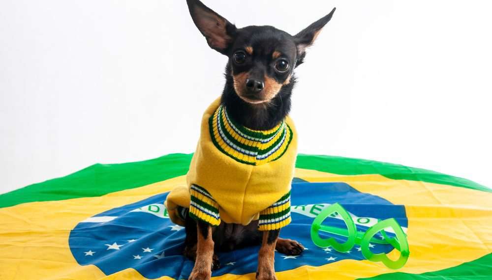 Copa do Mundo movimenta comércio popular no Brás e fluxo de consumidores bate recorde