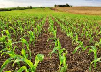 Startup Cromai recebe aporte de R$ 15 milhões para expandir negócios