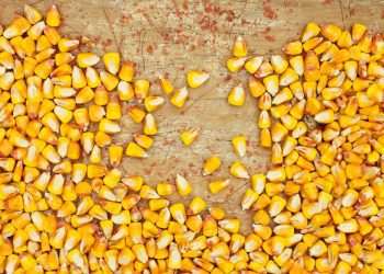 JBS anuncia compra de ativos da norte-americana TriOak Foods - Reprodução