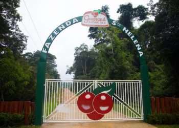 Guaraná Antarctica ganha certificado de produção orgânica na Amazônia