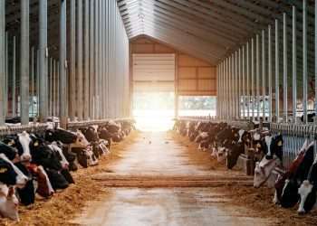 Caso de vaca louca terá impacto na balança comercial deste ano de US$ 500 mi