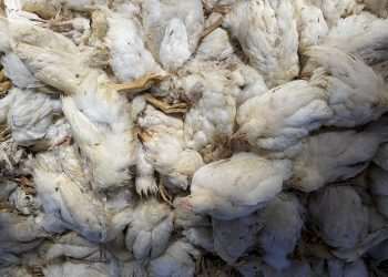 Agricultura suspende feiras com aglomeração de aves para evitar gripe aviária