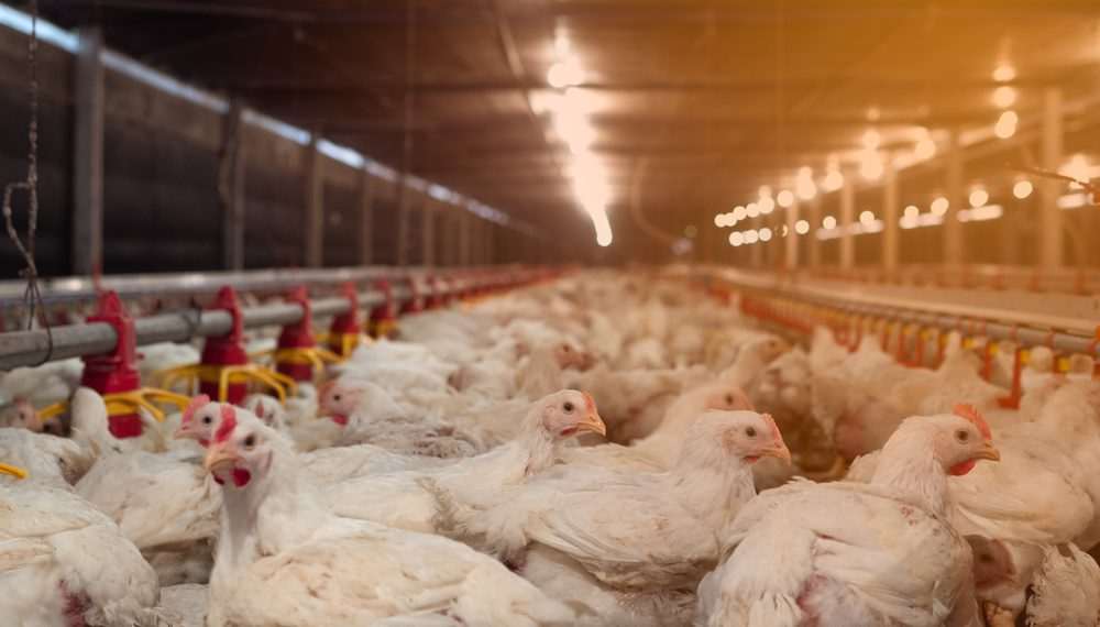 Brasil conclui caso de Newcastle no RS e formaliza decisão à OMSA