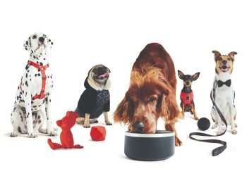 Reserva e Petlove fazem parceria para lançar linha de produtos para pets