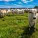 China libera importação de estoques de carne bovina do Brasil antes de mal da vaca louca
