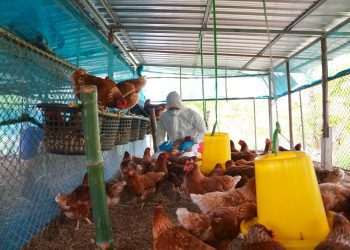 Governo abre crédito de R$ 200 milhões para combater gripe aviária