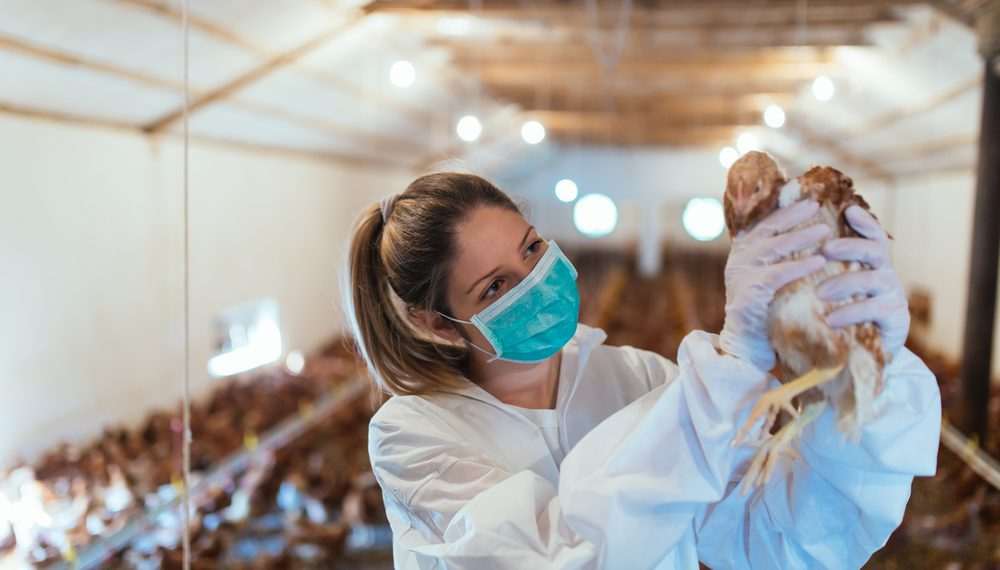 Gripe aviária: Agricultura confirma mais dois casos em aves silvestres