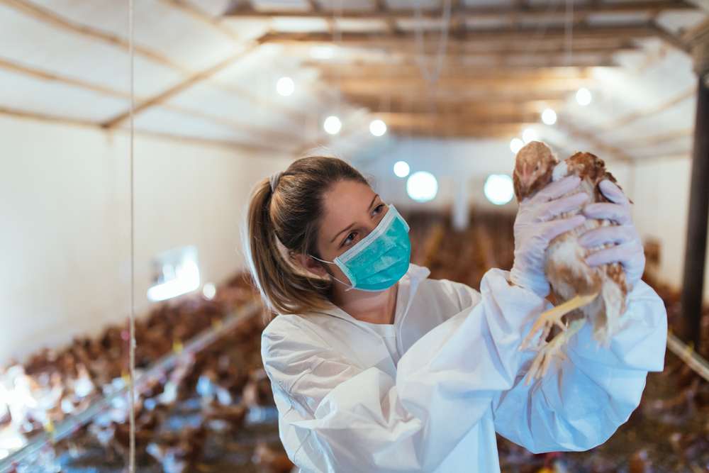 Gripe aviária: Agricultura confirma mais dois casos em aves silvestres