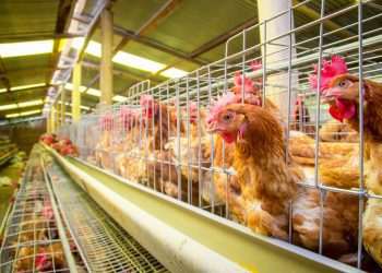 Gripe aviária: fiscais agropecuários gaúchos reforçam vigilância no Banhado do Taim