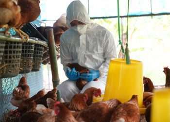 Gripe aviária: Agricultura orienta Estados a declararem emergência zoosanitária