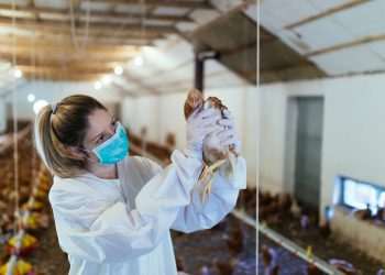 Gripe aviária: SC atende Ministério da Agricultura e declara emergência zoossanitária