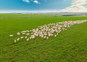 Agricultura vai estruturar plano de captação de recursos para recuperação de pastos degradados