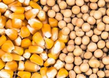 Brasil deve produzir 390 milhões de toneladas de grãos em dez anos, crescimento de 24,1%