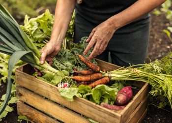 Programa de aquisição de alimentos: Conab recebe propostas que somam R$ 1,1 bi