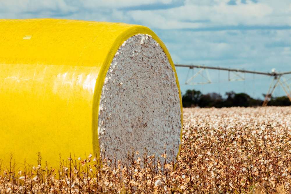 Algodão: Abrapa e ApexBrasil renovam programa Cotton Brazil