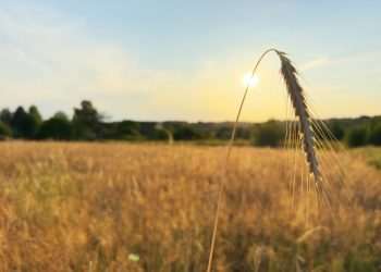 SovEcon eleva estimativa de safra de trigo e milho com melhora na condição climática