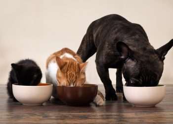 Indústria brasileira do setor pet VB Alimentos chega à Colômbia