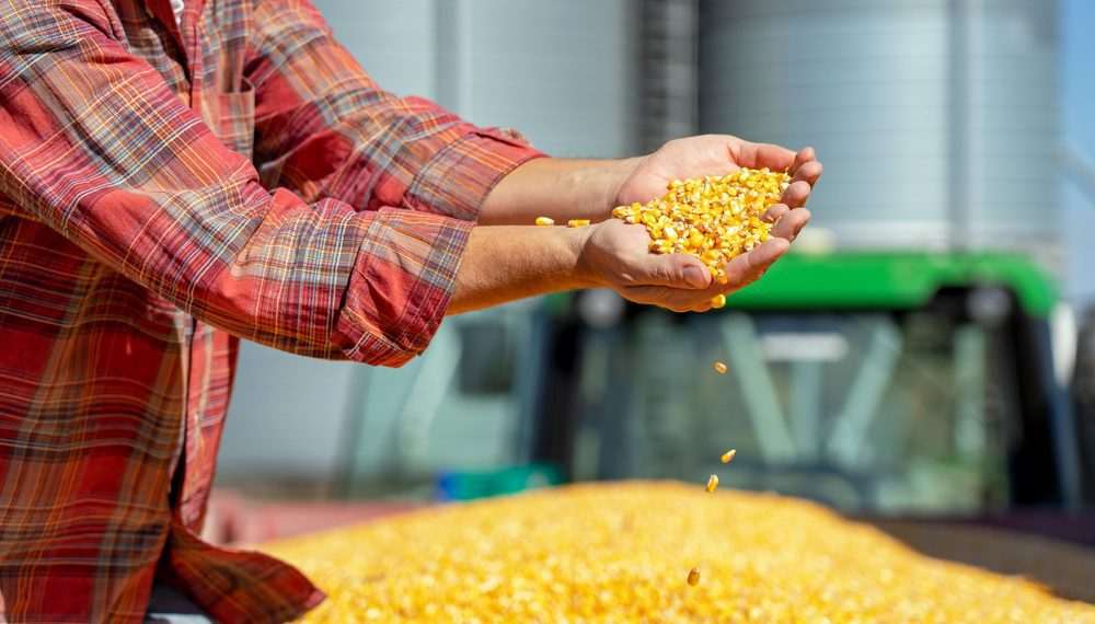 Milho: Agricultura define regras fitossanitárias para importação de sementes da Tailândia