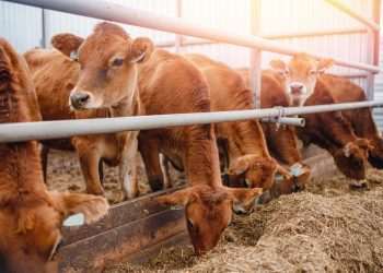 Pecuária brasileira colecionou recordes em 2022, aponta IBGE