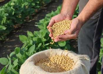 Soja: Agricultura estende calendário de plantio no Sul, reduz na Bahia e limita em Rondônia