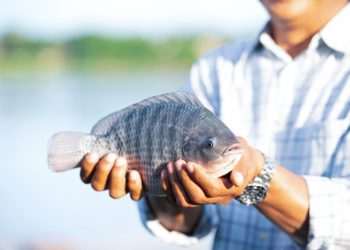 Ministério da Pesca nega existência de acordo para importação de tilápia do Vietnã