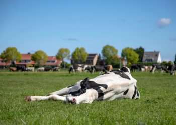 Planta tóxica mata até 42 mil cabeças por ano no Rio Grande do Sul